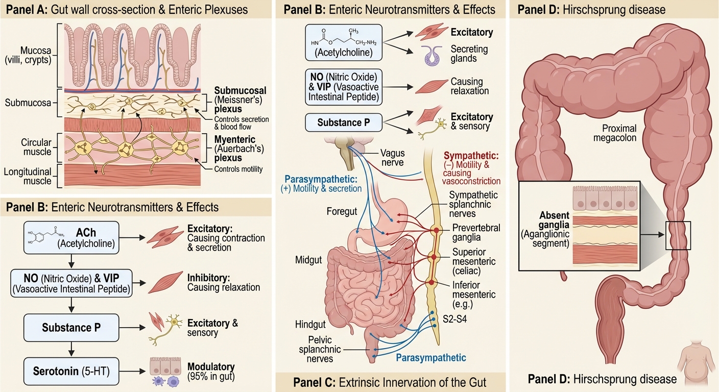 Extrinsic Innervation Hibbert School of Medicine
